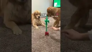 #cutest_goldens #cutestgoldens #golden #goldenretriever #goldenretrievers #puppies #puppy