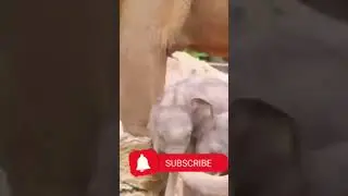 #shorts #youtubeshorts #baby #elephant #playingvideo 🤣🤣🤣🦣👏