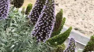 La Jolla Coast Walk Trail