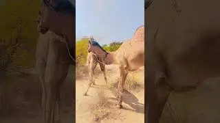 Captivating Camel Behavior | Moments with Desert Camels. #desertlife #camelpose #crazy