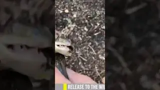 Brave Encounter: Reaching For Two Snakes! #shorts #animals