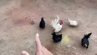 VENDI OS PINTINHOS 😃👏🏻 VOU DEIXAR POUCAS GALINHAS CHOCAR AGORA 😮🫡