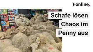Bayern: 50 Schafe st&uuml;rmen Penny-Supermarkt