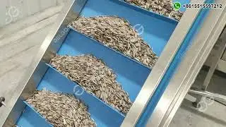Sunfower Seed Roaster Machine Sunflower Seeds Processing Line