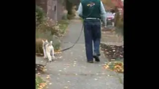 Dolan's Dog Doodads - Hipster Walking Belt and Leash