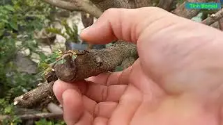 Chi Tiết Cách Ghép Mai Vàng Vào Gốc Mai Tứ Quí