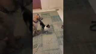 Hazelbug with cats