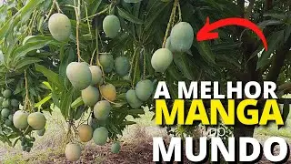 MANGA OURO!! VOCÊ CONHEÇE ESSA VARIEDADE DE MANGA?