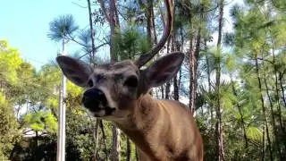 Key Deer Sanctuary