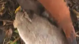 Falconry, very fast smash on a rabbit with Harris Hawk