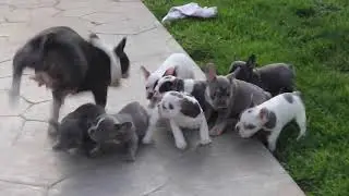 French Bulldog Puppies For Sale