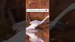 Perfect Swan Landing with Aviation Flair 🛬 | Butter Landing Skills #aviation #avgeek  #naturelovers