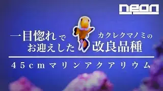 【生体お迎え】あの「天才」の名を冠したカクレクマノミの改良品種！【 ne0n 】 #アクアリウム #マリンアクアリウム #海水魚水槽