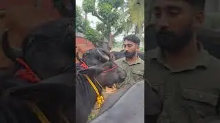 🐃The buffaloes that were for sale in the market Chattipparamba Chanda | Buffalo | pothpoott pothu