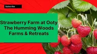 Strawberry Farms at Ooty/ The Humming Woods Farms & Retreats/ Ooty/7569922847