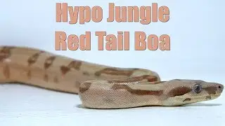 Boa Morphs: Hypo Jungle Het Sharp Albino