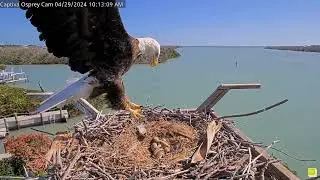 Captiva Osprey Cam_Bald eagle attacks osprey nest, steals fish/ Орел напал на гнездо скопы,взял рыбу