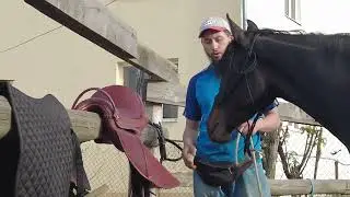 КЛИКЕР-ТРЕНИРОВКА с лошадью/ положительное подкрепление / обучение лошади / кабардинская порода /M-H