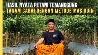 Petani Temanggung Buktikan Hasil Nyata Cabai Raja Tavi Dengan Metode Mas Udin