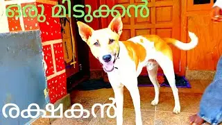 Hellokollamode| dogs video| Kerala dogs video# Doberman leash Talks# German redriver dogs # puppy sa