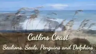 Catlins Coast