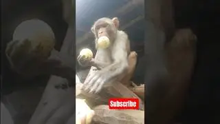 Monkey eating Guava #shorts #monkeyeating #wildanimals #viral