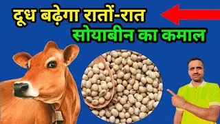 पशु का दूध बढ़ाएं रातों-रात ✅️How to increase cattle milk🥛। #Animals #Farming#buffalo#milk#Pilania👆🔥