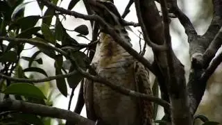Pacific Koel (Eudynamys orientalis)