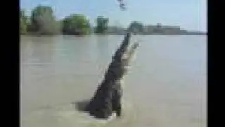 Jumping Crocs!!
