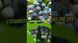 I Bet You Didn&rsquo;t Know Bananas Are Real Berries! 🍌😲