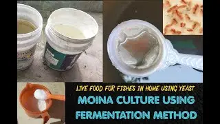 MOINA CULTURE USING FERMANTATION METHOD(தமிழில்)#moina#betta livefood#moina culture#livefoodforfish