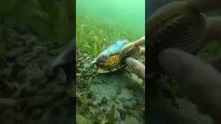 Why is it scared of the snail?