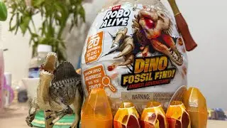 Dino Fossil Find