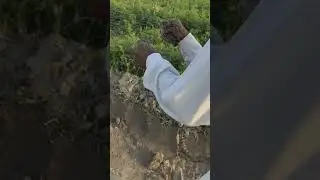 unique technique trap Quail hunting$batair Ka Shikar jall ka sath neating Quail in Pakistan #shorts