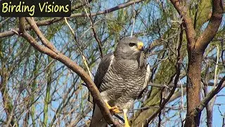 Stunning Gray Hawk l Birds of Arizona