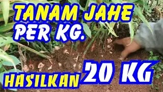 Cara Budidaya Jahe yang Benar