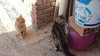 avrith sa zemour