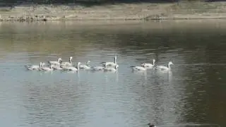 world's highest flying birds. Bar-headed geese (Anser indicus)
