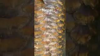 Guess the size , Nepal&rsquo;s Himalayan Golden Mahsser. Subscribe for upcoming Video.#goldenmahseer