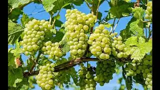 Diane Arkenstone ~ Sunrise on the Vineyard