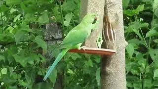 Parrots Dancing | Birds Singing | Nature | Birds chirping sound | Peacock Dance | Maina | Black Ibis