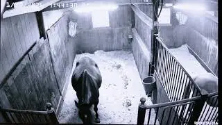 Foal Watch Live Cam Pt. 2 - 01.31.26