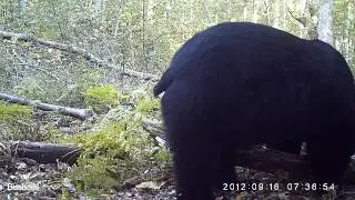 Bear on Trail Cam, Canton CT