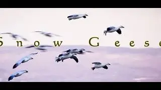 Snow Geese at Cap Tourmente, QC, April 2017