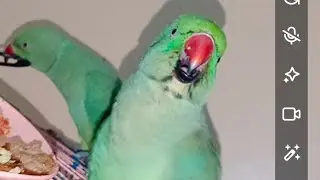 HunnyBunny 🦜🦜Parrot's here is Live❗ talking cage  Vibes. #parrots