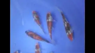KoiMasters video1