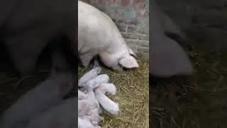 #pig #song #viral #funny #love #animals #youtubeshorts #shorts