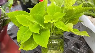 How easy is it to propagate Coleus? It takes root 100%! It's simple. #coleusplant