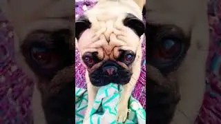 Oscar बन गया शेर देखो कैसे 😱🥰#oscarcutest #shorts #puglife ❤️
