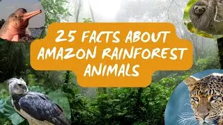 Animal facts for kids : 25 Facts About Amazon Rainforest Animals